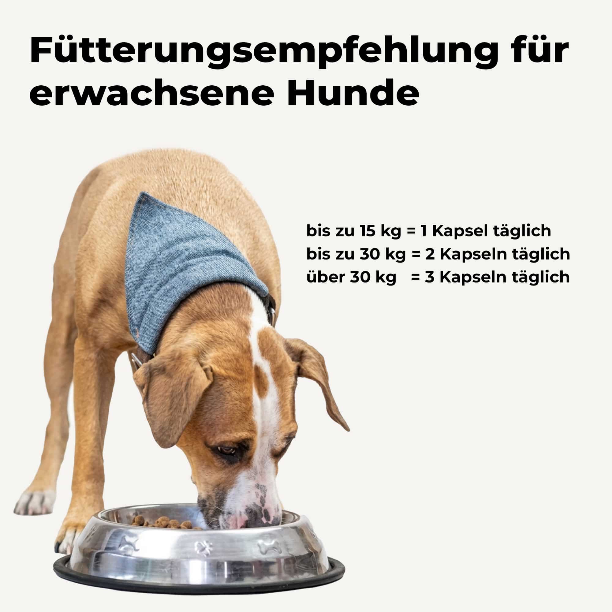 avitale-vetline-futtererg-nzungsmittel-hunde-glucosamin-kapseln image 4